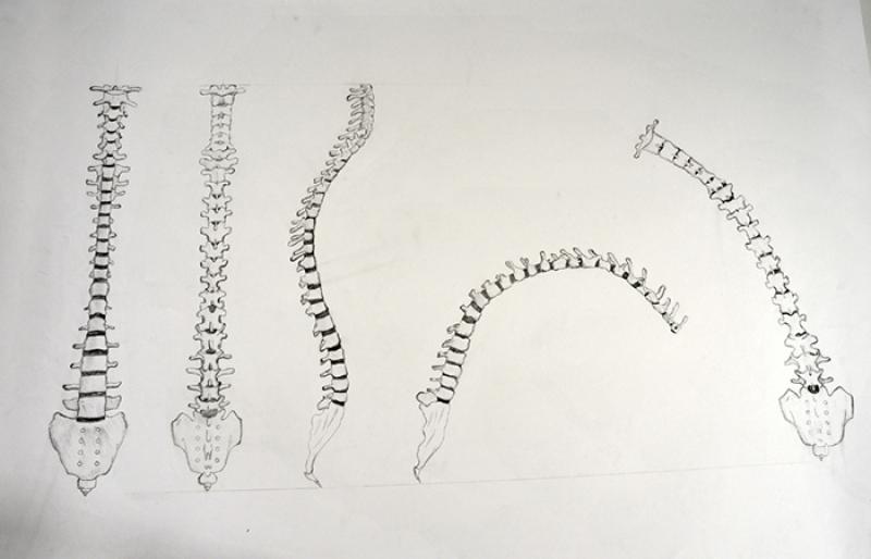 Analysing the spine structure in different positions. 